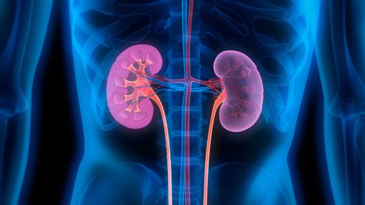 X-ray image of kidneys. 