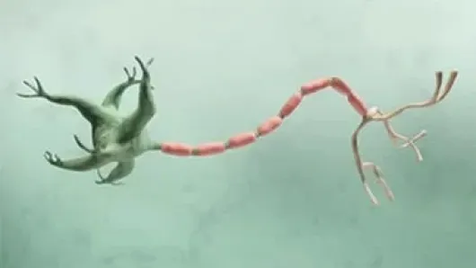 A neuron