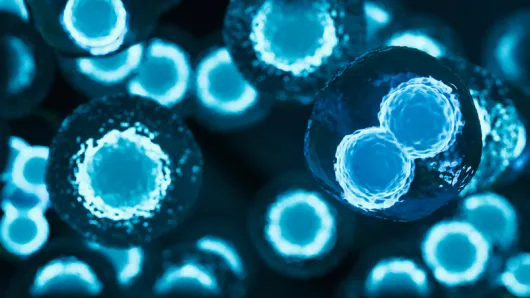 Stem cell