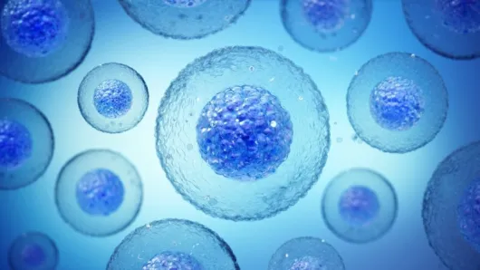 Stem Cell Transplant and Cellular Therapies Symposium