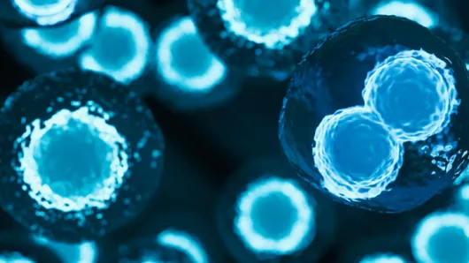 Stem cell