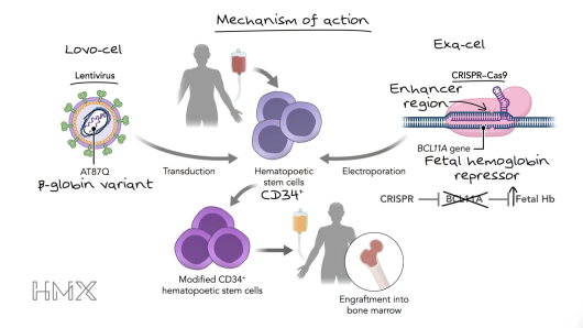 Mechanisms of action.
