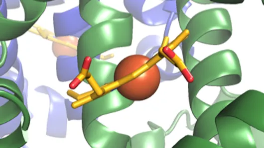 Crystal structure of human hemoglobin