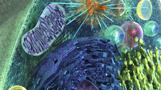Eukaryotic cell with its organelles.