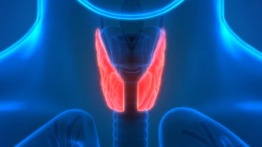 endocrinology