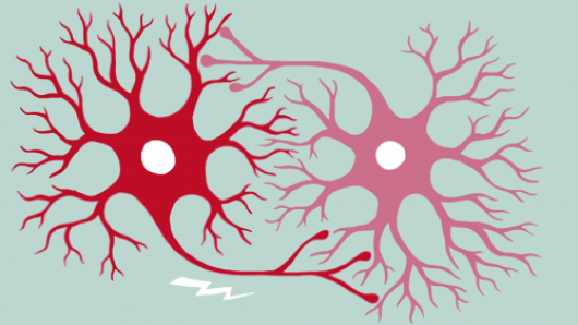An illustration of two neurons.