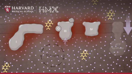 HMX Biochemistry Course Image