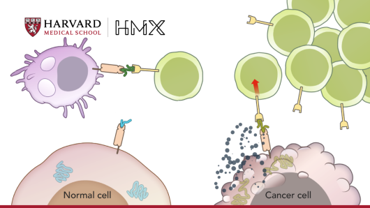 HMX Immunology Course Image
