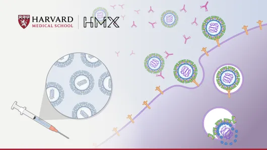 Zika virus replication