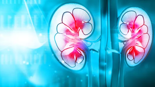 Kidney illustration.