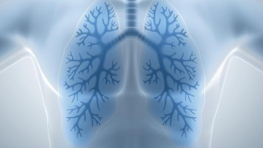Human lungs illustration.